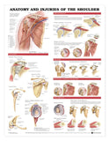 Chart Anatomy & Injuries of the Shoulder